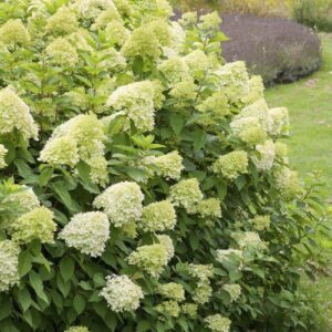 Hydrangea paniculata