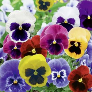 Viola Cornuta colori mix