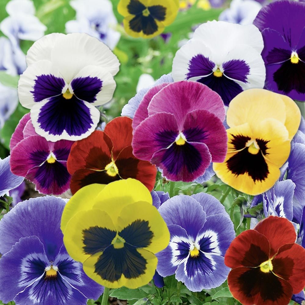 Viola Cornuta colori mix