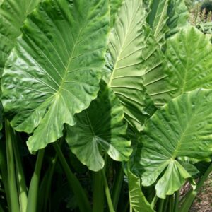 Alocasia macrorrhiza - "Orecchie di Elefante" + omaggio Concime liquido piante verdi