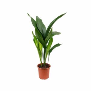 Aspidistra elatior - "Pianta di piombo" + OMAGGIO Concime Liquido