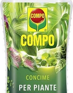 Asplenium antiquum “Osaka” + Concime liquido compo