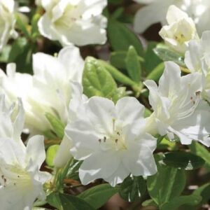 Azalea