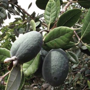 Feijoa Sellowiana - "Acca Sellowiana"