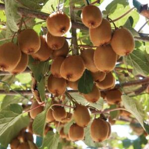 Kiwi "Actinidia Deliciosa"