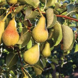 Pero (Pyrus Communis)