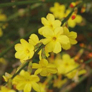 Jasminum Nudiflorum "Gelsomino di San Giuseppe"