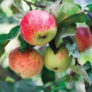 Melo "Malus domestica"