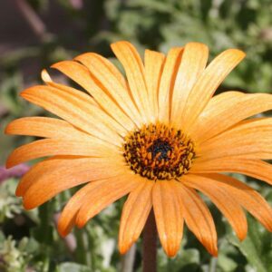 Arctotis "Arctotis acaulis"