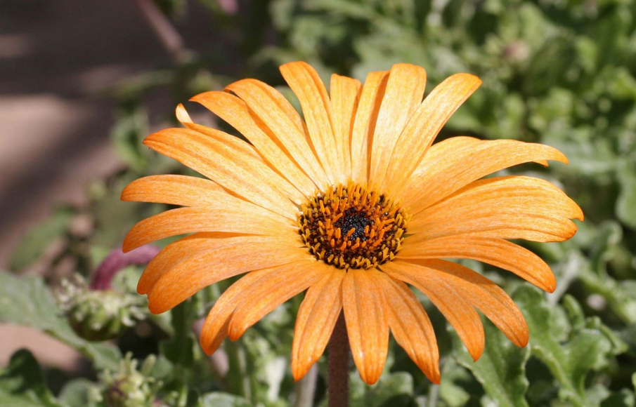 Arctotis "Arctotis acaulis"