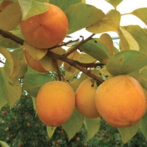 Kaki "Diospyros Kaki"