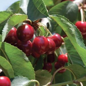 Ciliegio "Prunus Avium"