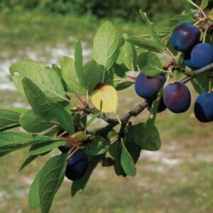 Susino "Prunus Salicina"