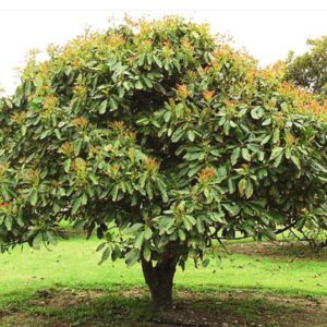 Avocado - Persea Americana