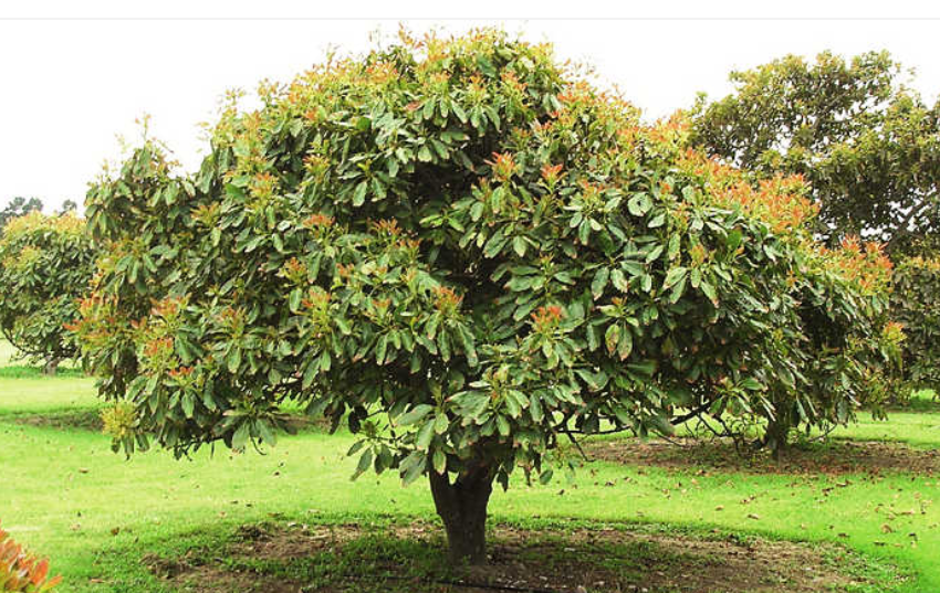 Avocado - Persea Americana