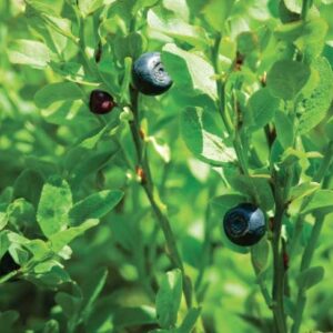 Mirtillo Nero (Vaccinium corymbosum)