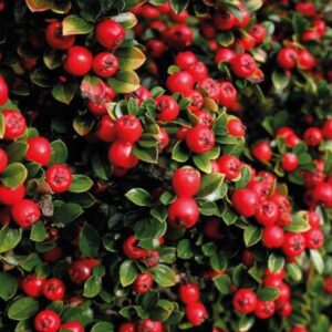 Cotoneaster "Cotognastro"