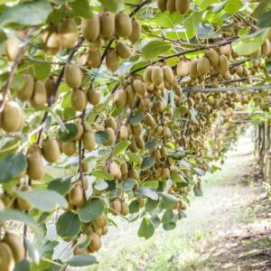 Kiwi Giallo - "Actinidia Deliciosa"