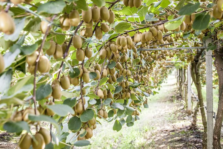 Kiwi Giallo - "Actinidia Deliciosa"