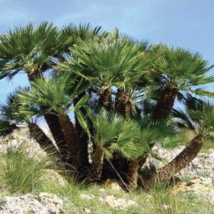 Chamaerops Humilis "Palma Nana"- Palma di San Pietro