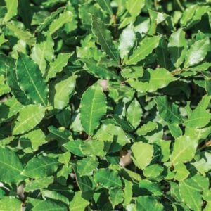 Alloro - "Laurus Nobilis"