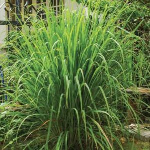 Citronella "Cymbopogon"