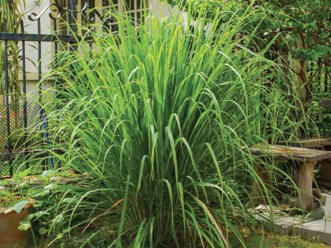 Citronella "Cymbopogon"