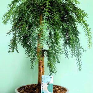 Araucaria Bonsai