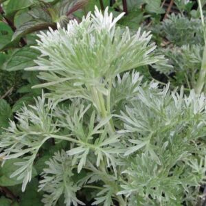 Artemisia - "Artemisia Arborescens" o "Assenzio alberoso"