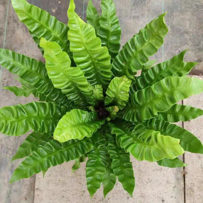 Felce Asplenium Nidus Crispy Wave