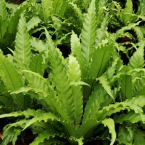 Asplenium antiquum “Osaka”