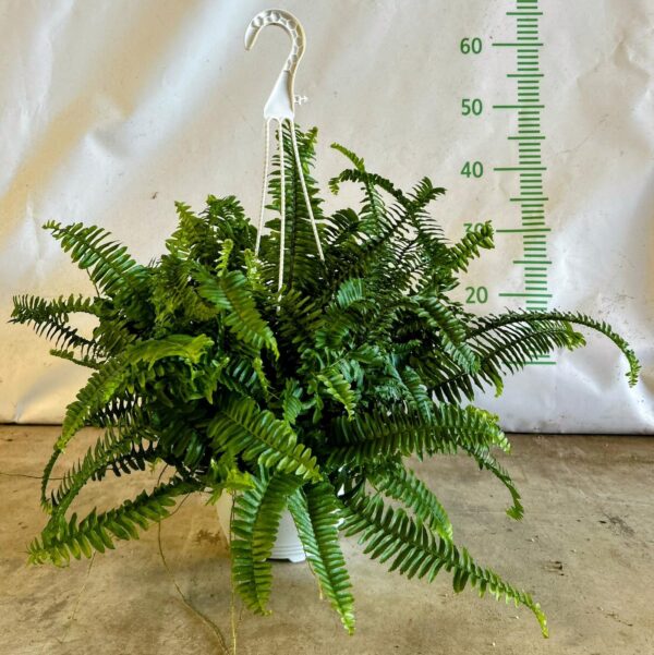 Felce Nephrolepis Microsorum Chester
