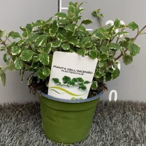 Pianta dell'incenso - "Plectranthus coleoides variegatus"