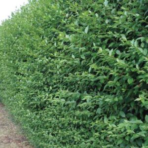 Ligustro - "Ligustrum japonicum"
