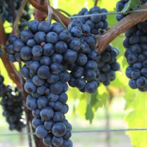 Vitis in VASO (Vitis vinifera) - OFFERTA