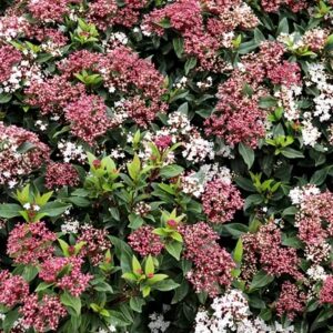 Viburno Tino - "Viburnum tinus lucidum"