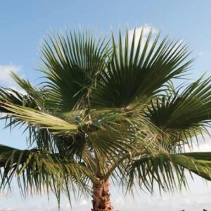 Washingtonia "robusta"