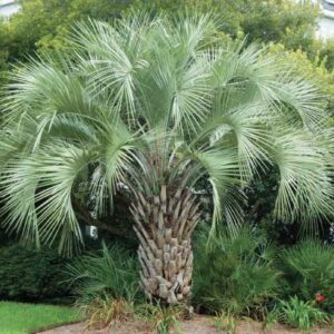 Butia Capitata "palma della gelatina"