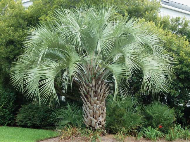 Butia Capitata "palma della gelatina"