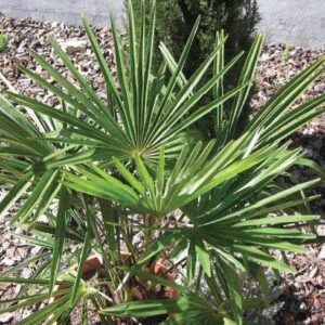 Chamaerops Excelsa " Trachycarpus Fortunei "