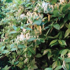 Caprifoglio "Lonicera japonica"