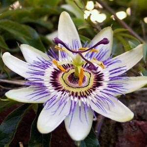 Passiflora
