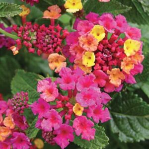 Lantana