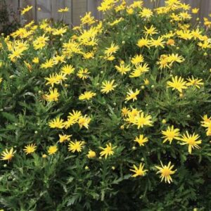 Euryops Pectinatus