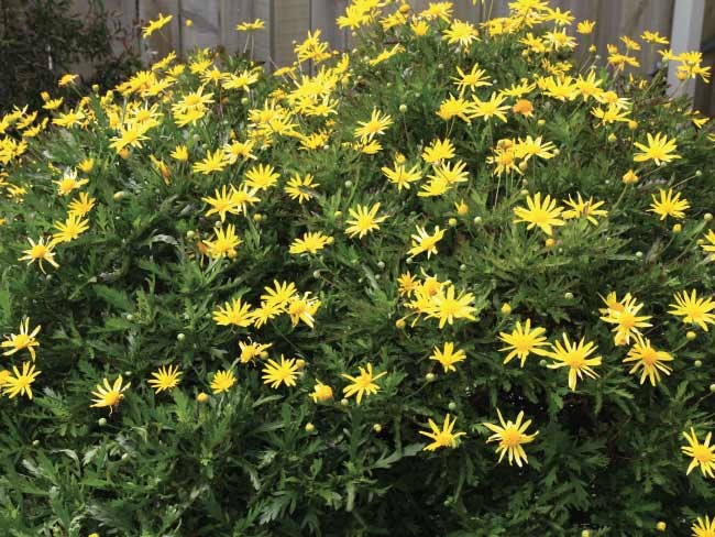 Euryops Pectinatus