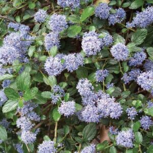 Ceanothus thyrsiflorus repens