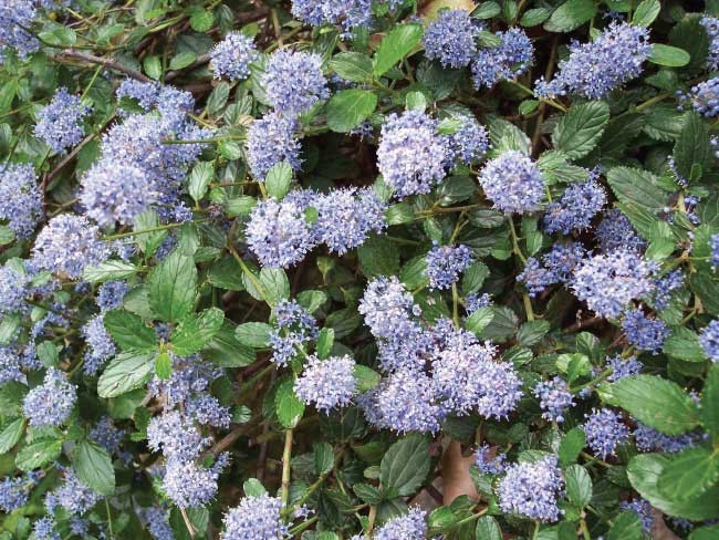 Ceanothus thyrsiflorus repens