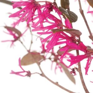 Loropetalum Chinense