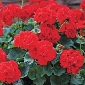 Geraneo "Pelargonium"