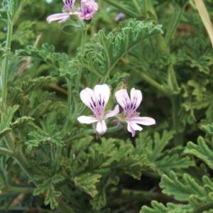 Geraneo Malvarosa "Pelargonium Graveolens"